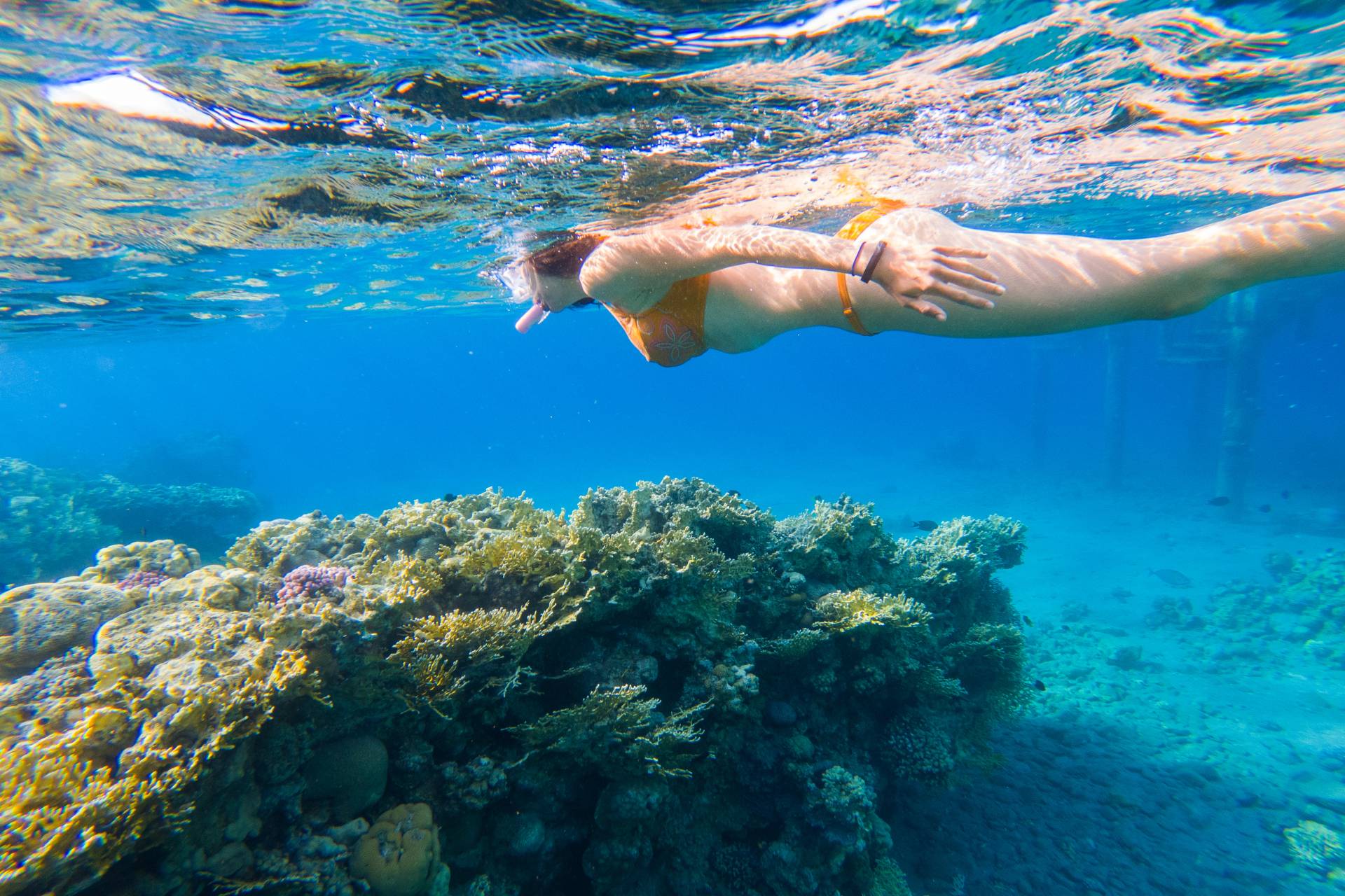 kobieta nurkuje pośród rafy koralowej