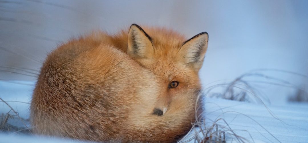 Photo Animal Osteopathy Course