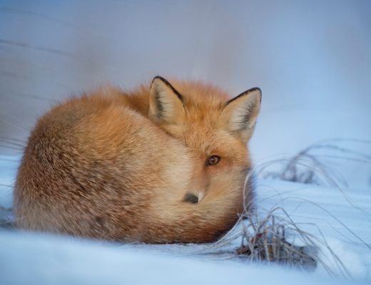 Kurs osteopatii dla zwierząt. Ścieżka kariery w terapii manualnej dla zwierząt