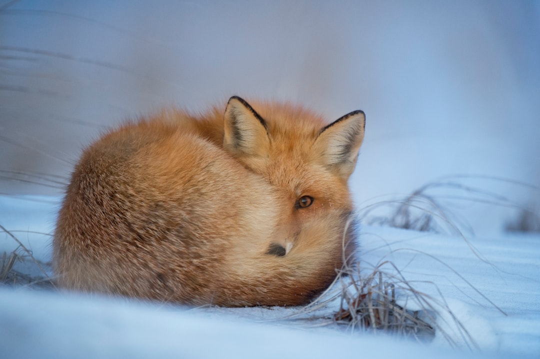 Photo Animal osteopathy